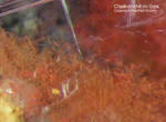 Griechenland Mineralien Lavrion Laurion Hilarion Chalkotrichit