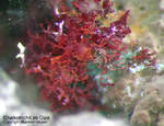 Griechenland Mineralien Lavrion Laurion Hilarion Chalkotrichit
