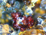 Griechenland Mineralien Lavrion Laurion Hilarion Chalkotrichit