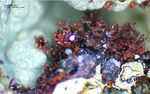 Griechenland Mineralien Lavrion Laurion Hilarion Chalkotrichit