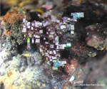 Mineralien Griechenland Lavrion Laurion Hilarion Cuprit