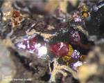 Mineralien Griechenland Lavrion Laurion Hilarion Cuprit