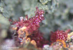 Mineralien Griechenland Lavrion Laurion Hilarion Cuprit