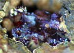 Mineralien Griechenland Lavrion Laurion Hilarion Cuprit