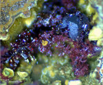 Mineralien Griechenland Lavrion Laurion Hilarion Cuprit
