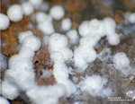 Griechenland Mineralien Lavrion Hilarion Hydrozinkit