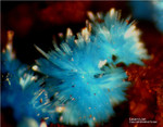 Griechenland Laurion Mineralien Hilarion Lavendulan