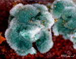 Mineralien Griechenland Laurion Hilarion Malachit