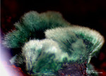 Mineralien Griechenland Laurion Hilarion Malachit