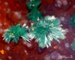 Mineralien Griechenland Laurion Hilarion Malachit