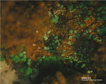 Mineralien Griechenland Laurion Hilarion Malachit