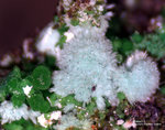 Mineralien Griechenland Laurion Hilarion Malachit