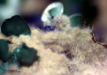 Griechenland Mineralien Laurion Hilarion Neodymagardit