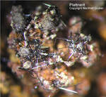 Griechenland Mineralien Lavrion Hilarion Plattnerit
