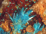 Griechenland Lavrion Mineralien Jean Baptiste Serpierit