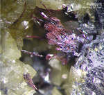 Griechenland Lavrion Mineralien Plaka Pyrargyrit