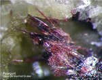 Griechenland Lavrion Mineralien Plaka Pyrargyrit
