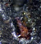 Griechenland Lavrion Mineralien Plaka Pyrargyrit