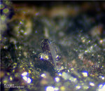 Griechenland Lavrion Mineralien Plaka Pyrargyrit