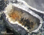 Lavrion Mineralien Passa Limani Aragonit