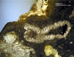Griechenland Lavrion Mineralien Passa Limani Aragonit