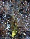 Griechenland Lavrion Mineralien Villia Sklodowskit