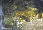  Bayern Mineralien Maroldsweisach Zeilberg Olivin