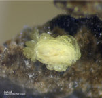 Bayern Mineralien Silbergrube Waidhaus Autunit