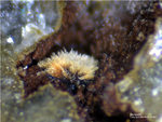 Bayern Mineralien Silbergrube Waidhaus Beraunit