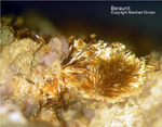 Bayern Mineralien Hagendorf Süd Beraunit