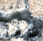 Bayern Mineralien Hagendorf Süd Beraunit