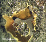 Mineralien Bayern Hagendorf Süd Goethit