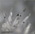 Bayern Mineralien Maroldsweisach Zeilberg Pyrit