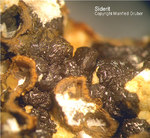 Bayern Mineralien Maroldsweisach Zeilberg Siderit