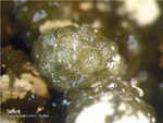 Bayern Mineralien Maroldsweisach Zeilberg Siderit