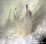 Bayern Mineralien Maroldsweisach Zeilberg Thaumasit