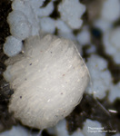 Bayern Mineralien Maroldsweisach Zeilberg Thomsonit