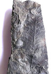 Fossilien Farn Alethopteris lonchitifolia