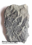 Fossilien Farn Mariopteris nervosa