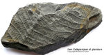 Fossilien Farn Callipteridium cf. pteridium