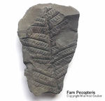 Fossilien Farn Pecopteris