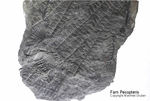 Fossilien Farn Pecopteris