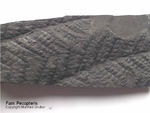 Fossilien Farn Pecopteris