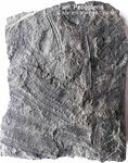 Fossilien Farn Pecopteris