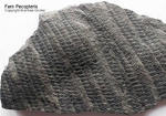 Fossilien Farn Pecopteris