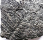 Fossilien Farn Pecopteris