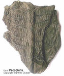 Fossilien Farn Pecopteris