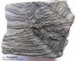 Fossilien Farn Pecopteris