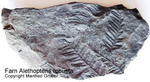 Fossilien Farn Alethopteris robusta