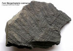 Fossilien Farn Margarita Pteris comansi